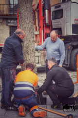 COLOCACION DEL PINO GABARRERO. EL ESPINAR GABARREROS 2025